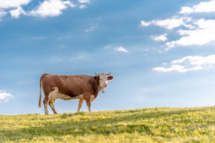 Vacche in Cansiglio - foto 8 - Gianluca Dario Photography