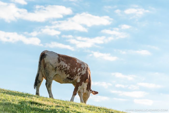 Vacche in Cansiglio - foto 9 - Gianluca Dario Photography