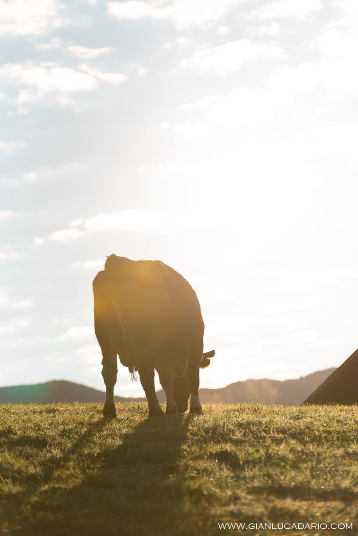 Vacche in Cansiglio - foto 10 - Gianluca Dario Photography