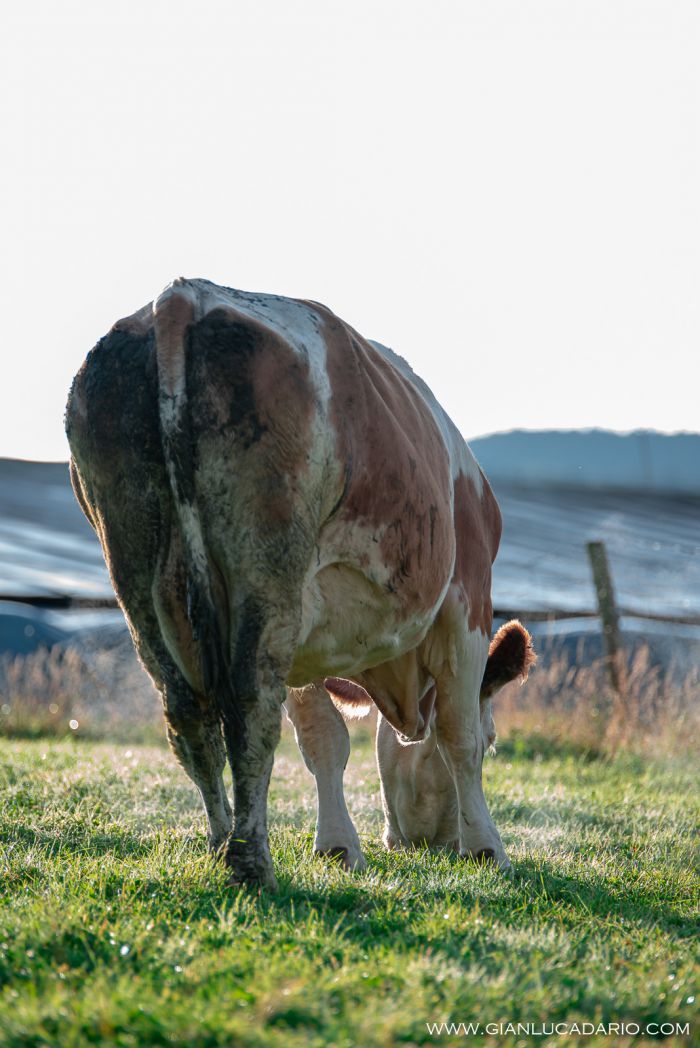 Vacche in Cansiglio - foto 12 - Gianluca Dario Photography