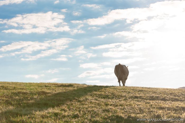 Vacche in Cansiglio - foto 14 - Gianluca Dario Photography